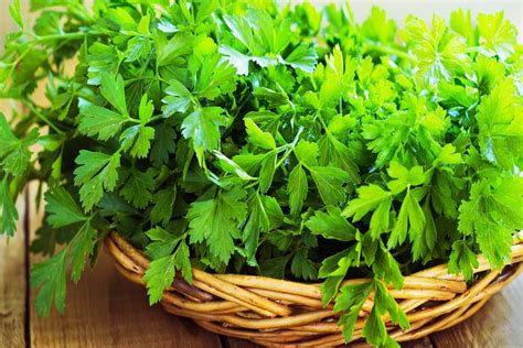 What is Parsley? - Definition, Benefits, Varieties, and More