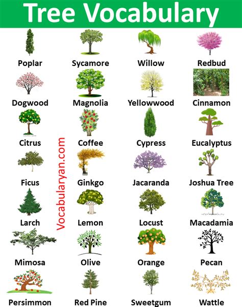 Tree Vocabulary Word List Learn New Words With Vocabulary Tree Trees
