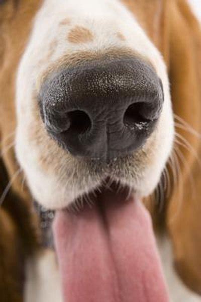 A healthy cat's nose can vary between wet and dry several times over the course of a day. Why Is My Dog's Nose Dry & Cracked? - Pets