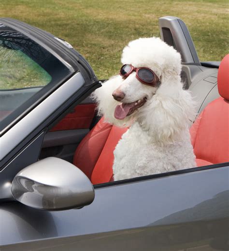 11 Driving Dogs Who Really Know What Theyre Doing