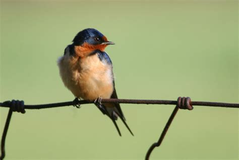 Swallows All Six Species Expected In Indiana Have Been Photographed