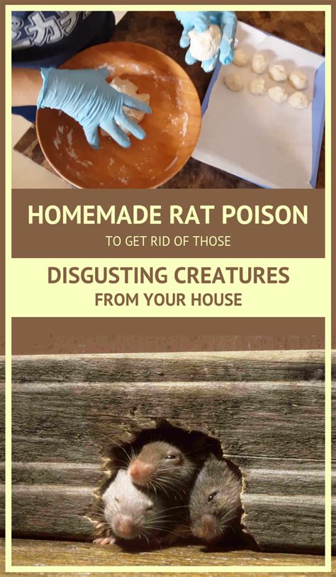 Mix equal parts of peanut butter and baking soda together, form pea sized balls and place where mice have potato flakes: Homemade Rat Poison To Get Rid Of Those Disgusting ...