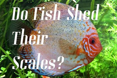 Do Fish Shed Their Scales Beware Fish Keeping Guide