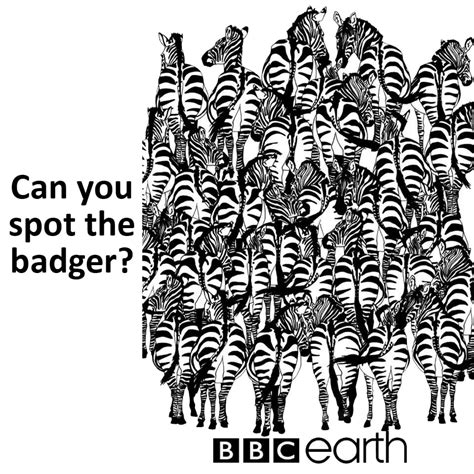 Can You Spot The Badger Enviatame