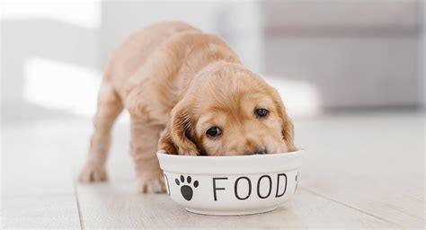 But if you feed it human food, don't feed it grapes, raisins, or onions. How Much To Feed A Puppy - Your Complete Puppy Feeding Guide