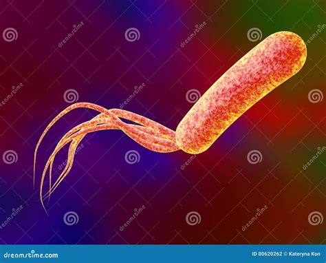 Bacterium Pseudomonas Aeruginosa Stock Illustration Illustration Of