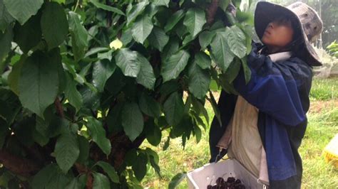 South Australian Cherry Growers Expect Record Harvest Thanks To Drier