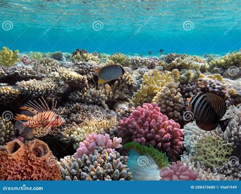 Coral Reef Underwater Panorama With School Of Colorful Tropical Fish