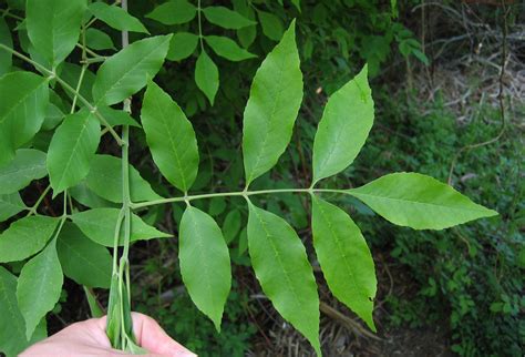 Green Ash Trees Of Manitoba · Inaturalist