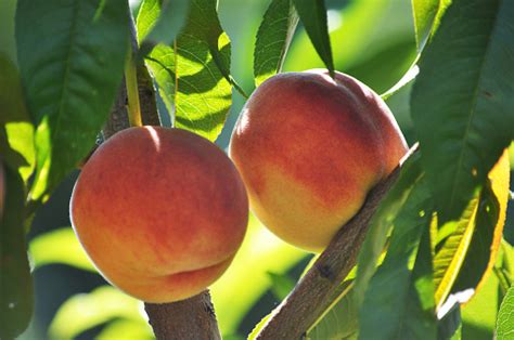 Free Picture Peach Orchard Branch Summer Season Antioxidant Diet