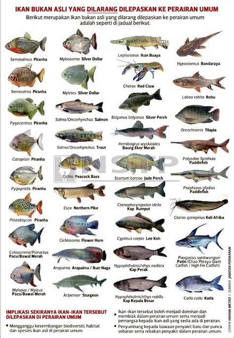 Ongzi's Lifelong Learning: Fishes of Malaysia