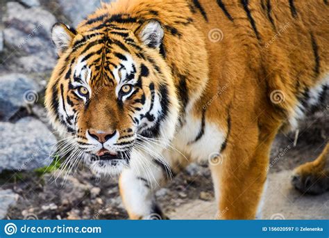 Beautiful Amur Tiger Stock Image Image Of Eyes White