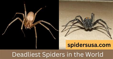 Top 5 Deadliest Spiders In The World You Never Want To Meet