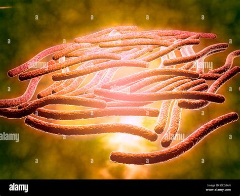 Legionella Pneumophila Fotografías E Imágenes De Alta Resolución Alamy