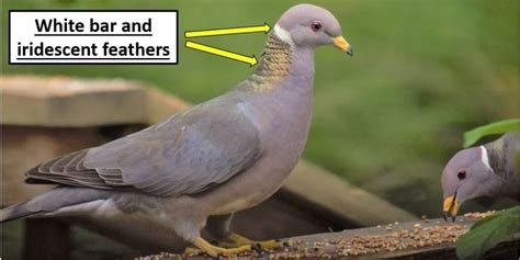 7 Doves And Pigeons That Live In The United States Bird Watching Hq