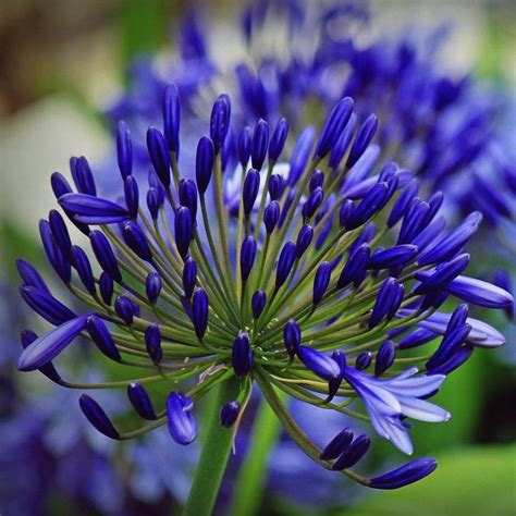 Standing about 1½ feet tall, this is one of the more demure lilies. Agapanthus Back in Black | Agapanthus, Blue flower names ...