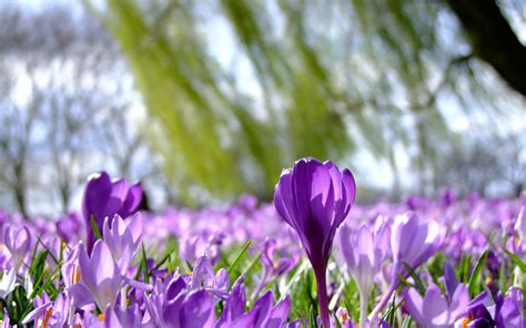 Download Wallpapers Crocus Spring Purple Flowers Spring Crocuses