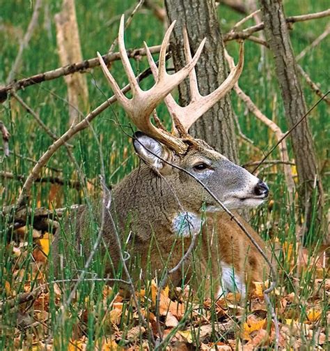 Whitetail Tips How To Map Your Hunting Area Outdoor Life Whitetail