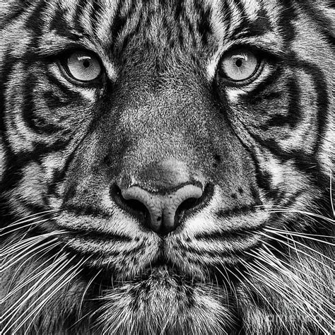 Close Up Tiger Portrait Photograph By Sonya Lang Pixels