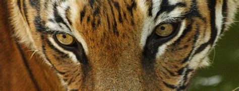 Up Close And Personal With Tiger Eyes