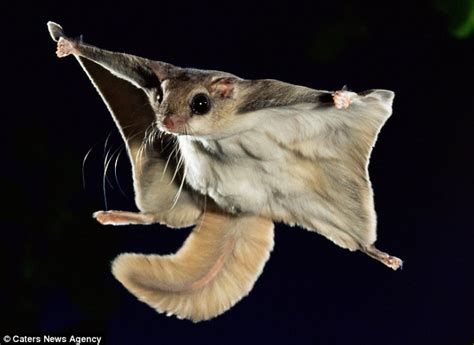 Incredible Images Show Flying Squirrel Leaping 150 Feet Through Night