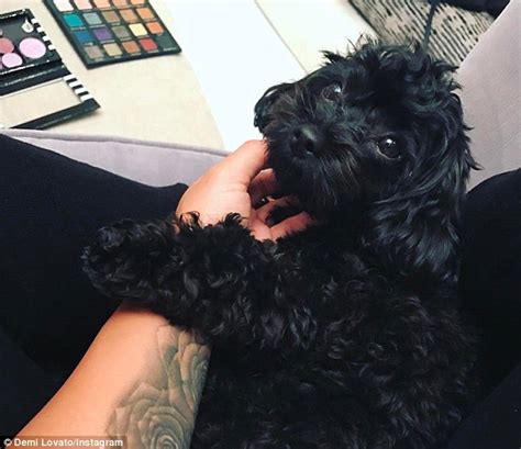 Demi Lovato Creates Instagram Account For Her Dog Batman Daily Mail