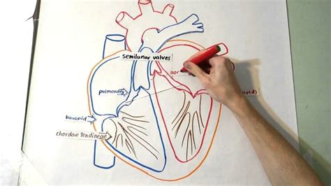 Well, today i'm going to continue the same theme as yesterday, but this time all five tutorials will be based on easy. The Heart: Structure and Function - YouTube