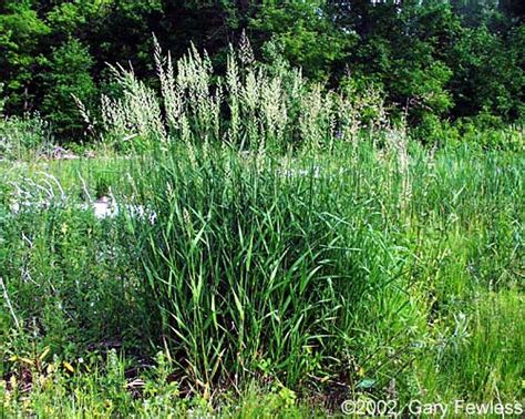 Invasive Plants Of Wisconsin Phalaris Arundinacea Reed Canary Grass