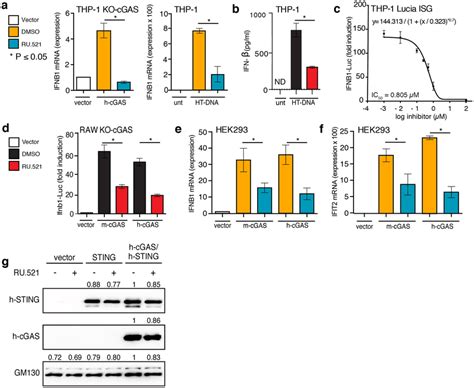 Inhibition Of Human And Mouse Cgas With Ru521 Reduces Interferon Download Scientific Diagram