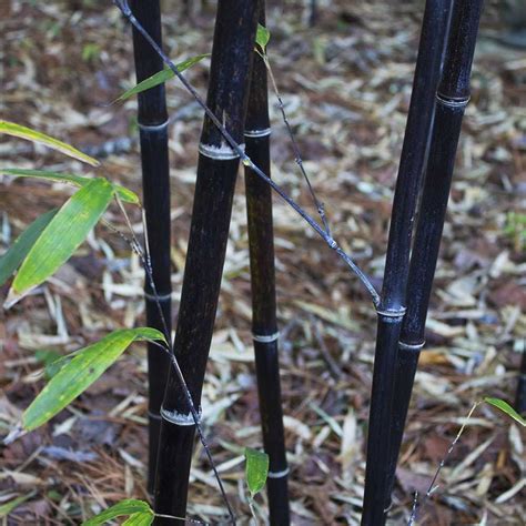 Black Bamboo Lewis Bamboo