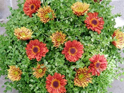 Mums The Word Best Flowers For Fall Beach Landscaping