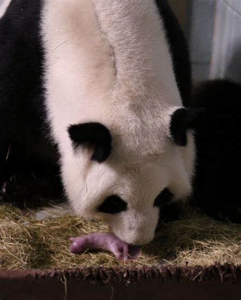 Zoo Atlantas Giant Female Panda Gives Birth To Twins Again Press