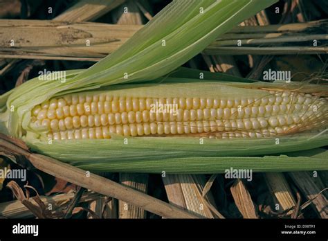 Maize Corns Zea Mays Var Amylacea Maharashtra India Stock Photo Alamy