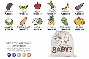 Pregnancy Svg Bundle Baby Size Chart During Pregnancy