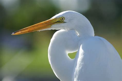 White Birds In Florida With Long Beaks