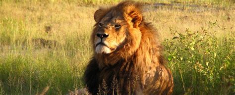 We've made an a to z list of african animals to look out for on your next trip to africa. US Adds African Lions to Endangered Species List After ...