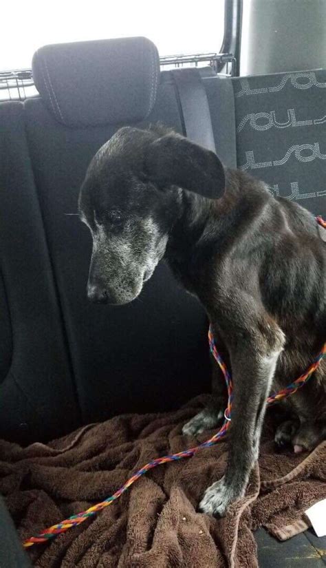 Neglected Dog Seized By Police Gets 7 Pound Tumor Removed The Dodo