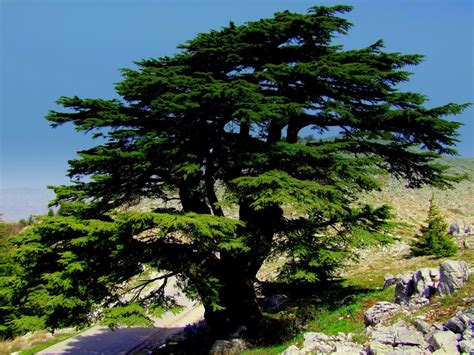 Restoring Lebanons Cedar Forests Shareamerica