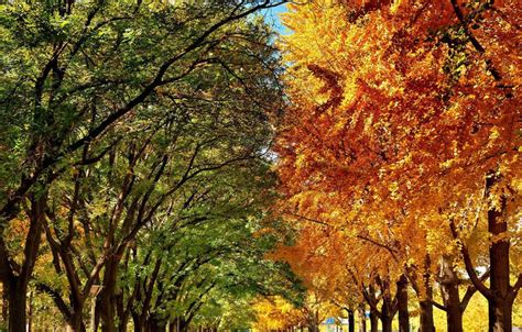 the trees of diaoyutai gingko boulevard in late autumn 1 5 headlines features photo and