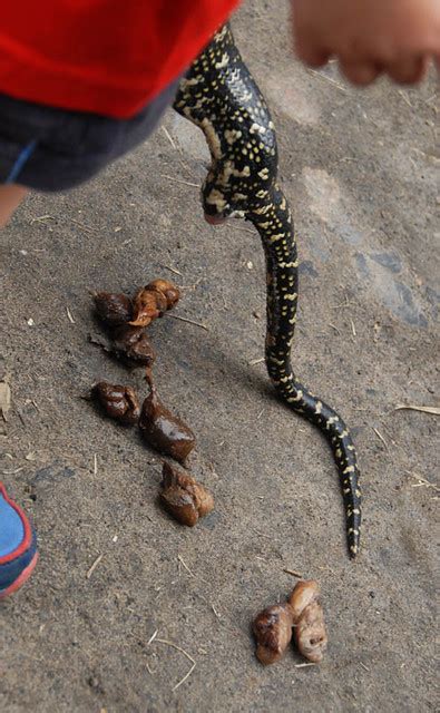 Educational Snake Poo Flickr Photo Sharing