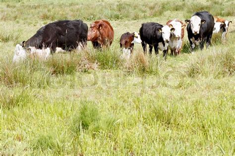 Cow Livestock In The Field Stock Image Colourbox