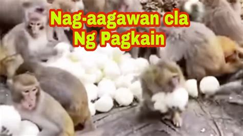 Nag Aagawan Ang Mga Unggoy Ng Kanilang Pagkainviralmhellanztv2184