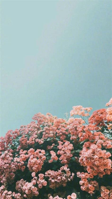 Aesthetic Flower Wallpapers - 4k, HD Aesthetic Flower Backgrounds on