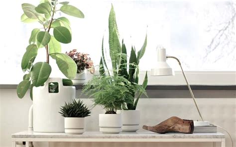 Trova piante giapponesi in piante perenni giapponesi in stock. Arredare con le piante da interno: una scelta eco-friendly ...