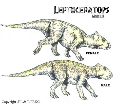 Leptoceratops Gracilis Return To New Lands Wikia Fandom