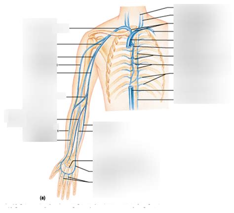 Right Upper Limb Veins Diagram Quizlet