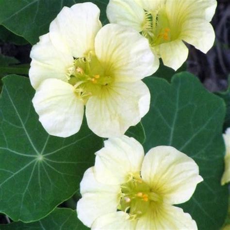 Tender perennial in usda zones 10 and warmer; Nasturtium Seeds - Moonlight | Flower Seeds in Packets ...