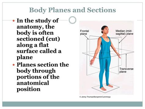 Ppt Anatomical Positions Powerpoint Presentation Free Download Id