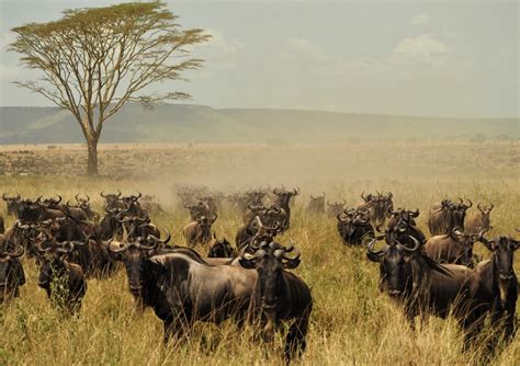The Serengeti Migration In Tanzania Makasa Tanzania Safaris