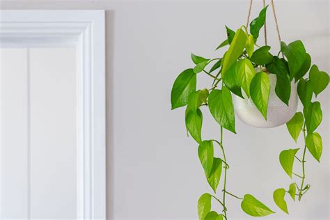 Indoor Hanging Plants To Greenify Your Space